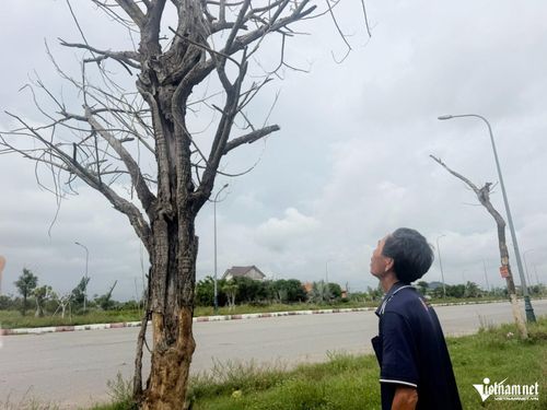 Người dân xã Lộc Hà xót xa trước loạt cây chết khô