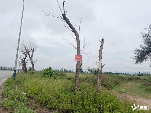 Một số cây chết khô, người dân gắn các biển quảng cáo trên thân cây