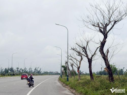 Loạt cây xanh chết khô tại đại lộ Mai Hắc Đế, xã Lộc Hà