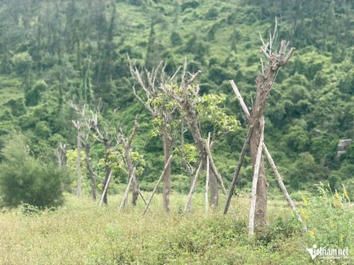 Một dãy cây trong khuôn viên tượng đài vua Mai Hắc Đế