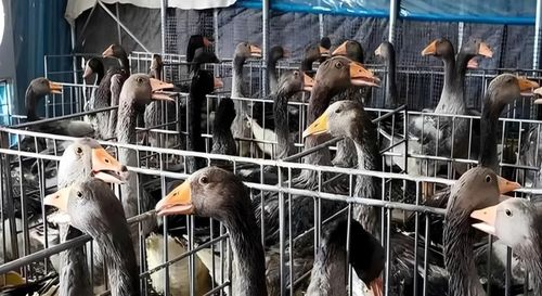 Gan ngỗng Trung Quốc, từ món xa xỉ thành sản phẩm phổ thông đang tiến rất gần vị trí số một của Pháp, với sản lượng khoảng 14.000 tấn/năm. Ảnh: Baidu