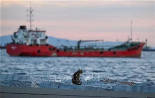 Tàu neo trên biển Marmara nối với Biển Đen, ngoài khơi thành phố Istanbul, Thổ Nhĩ Kỳ, ngày 25-11-2025. Ảnh: THX/TTXVN