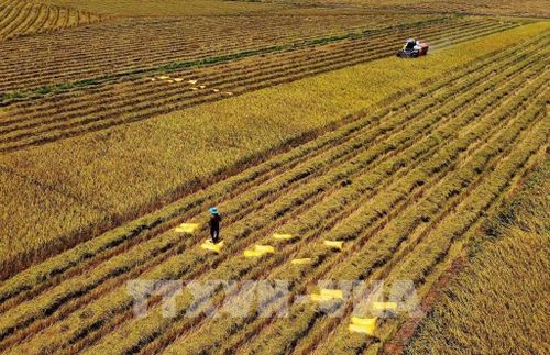 Việc cơ giới hóa thu hoạch góp phần thúc đẩy chuyển đổi phương thức sản xuất lúa ở Tây Ninh theo hướng hiện đại, bền vững. Ảnh: Bùi Giang - TTXVN