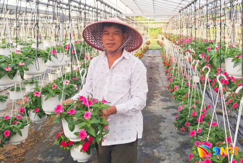 Vườn hoa của anh Thái Văn Công (phường Hòa Khánh) là mô hình nông nghiệp tiêu biểu, tạo ra nguồn thu nhập ổn định cho gia đình và những người xung quanh. Ảnh: THIÊN DUYÊN