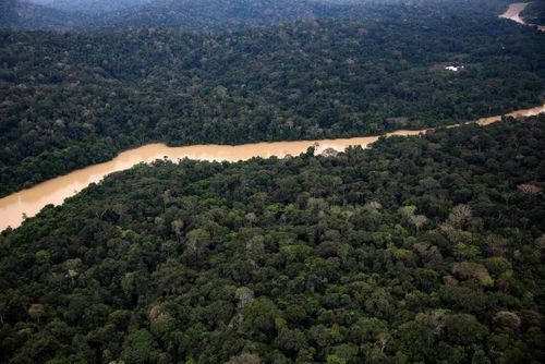 Chính phủ Brazil đặt mục tiêu chấm dứt nạn phá rừng bất hợp pháp vào năm 2030. Ảnh: Reuters