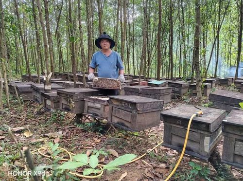 Mỗi năm, ông Trần Nguyên Hội đạt lợi nhuận từ 300 - 400 triệu đồng từ nuôi ong. Ảnh: HỒNG THƯƠNG
