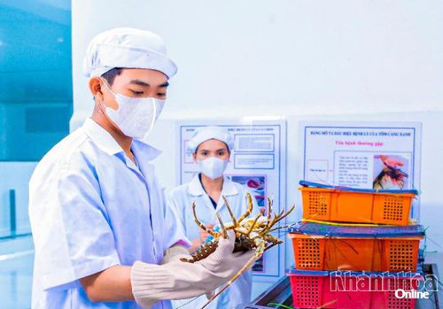 Công nhân một doanh nghiệp kiểm tra chất lượng tôm hùm thu mua tại vùng nuôi Cam Ranh để phục vụ xuất khẩu.