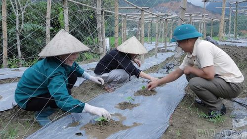 Nông dân thôn Suối Mường trồng và chăm sóc cây mướp đắng lấy hạt.