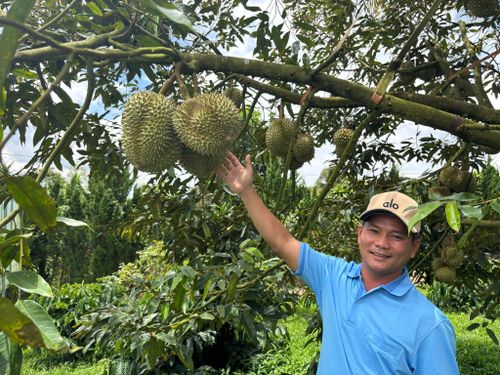 Anh Hoàng Trọng Chân đang chuẩn bị cho vụ thu hoạch sắp tới