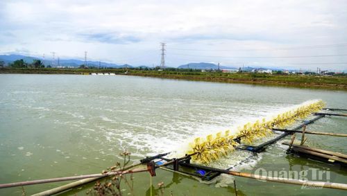 Hồ tôm của ông Trần Phương Hà đang vào vụ thu hoạch - Ảnh: N.M