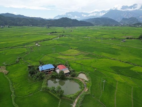 Nhìn từ trên cao, Mường Than tựa như một tấm thảm ngọc bích khổng lồ, dịu mát và bình yên đến lạ kỳ. Mỗi khi cơn gió từ đại ngàn thổi qua, cả cánh đồng lại dạt dào nhấp nhô như những làn sóng xanh nối đuôi nhau xô vào vách đá. Sắc xanh ở Mường Than không đơn điệu mà mang nhiều tầng cấp độ chuyển màu tinh tế.