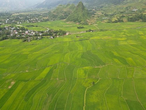 Tiếng rì rào của lúa reo trong gió, tiếng dòng nước chảy róc rách qua các mương, tiếng chim hót líu lo đâu đó trên dải rừng xa... tất cả hòa tấu nên bản nhạc đồng quê bình dị mà vô cùng xao xuyến.