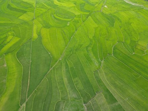 Bức tranh Mường Than lúc này mở ra đầy bất ngờ, không còn sự phản chiếu lung linh như tráng gương của mùa nước đổ, cũng chưa đến thời khắc rực rỡ của thảm vàng mùa thu, nơi đây chìm đắm trong một đại dương xanh ngắt mát lành, dốc thoải kéo dài tận chân núi xa.