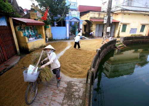 Mùa gặt ở làng. Ảnh: Lê Bích.