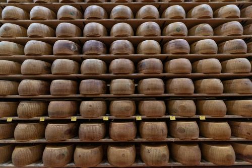  Những bánh pho mát Parmigiano Reggiano lâu năm, sẫm màu theo thời gian, xếp dọc các kệ trong kho chứa pho mát được bảo vệ nghiêm ngặt. Ảnh: Reuters. 