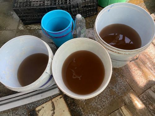 Nước sinh hoạt có màu vàng đục được người dân xã Bình Sơn chứa trong các xô, chậu để sử dụng. Ảnh người dân cung cấp