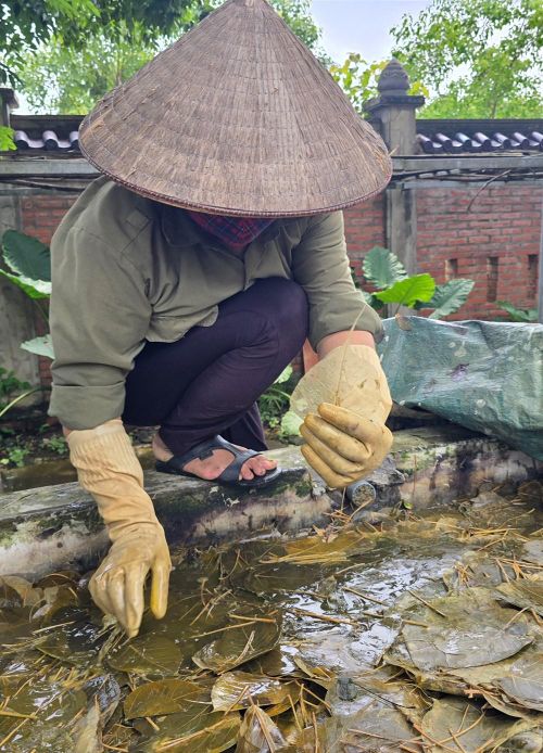 Những chiếc lá bồ đề chỉ còn gân và xương lá sẵn sàng đưa vào công đoạn chế biến tiếp theo