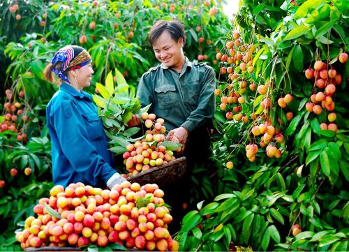 Đặc điểm quan trọng của mô hình du lịch nông thôn gắn với cây ăn quả là vai trò trực tiếp của người dân và các hợp tác xã. Ảnh: GIÁP VĂN CƯỜNG