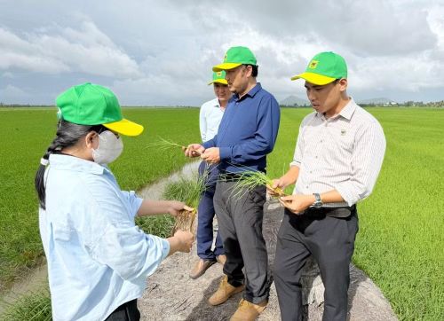 Đội ngũ kỹ thuật cùng nông dân kiểm tra bộ rễ, khả năng sinh trưởng của cây lúa trên mô hình sau khi áp dụng quy trình cải tạo đất và bón phân theo khuyến cáo. (Ảnh: NVCC)
