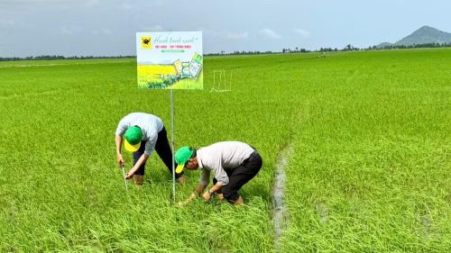 Mô hình "Hành trình Xanh - Đất khỏe, cây trồng khỏe" được triển khai trên ruộng lúa của anh Huỳnh Thành Chuẩn (xã Sơn Kiên, tỉnh An Giang) nhằm đánh giá hiệu quả cải tạo đất phèn ngay từ đầu vụ. (Ảnh: NVCC)