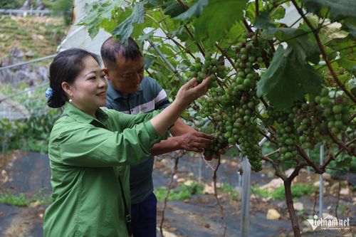 Từ mạnh dạn chuyển đổi cây trồng, anh Ly Phái Sính đã đưa nho Hạ đen vào sản xuất, nâng cao giá trị kinh tế trên vùng đất khó. Ảnh: Vũ Mừng