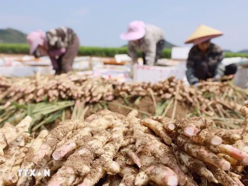 Nông dân thu hoạch gừng tại Khu tự trị dân tộc Choang Quảng Tây, miền Nam Trung Quốc, ngày 7/8/2026. (Ảnh: THX/TTXVN phát)