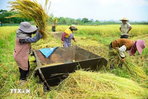 Những người nông dân gặt lúa trên cánh đồng ở Khu tự trị dân tộc Choang Quảng Tây, Trung Quốc, ngày 8/8/2026. (Ảnh: THX/TTXVN phát)