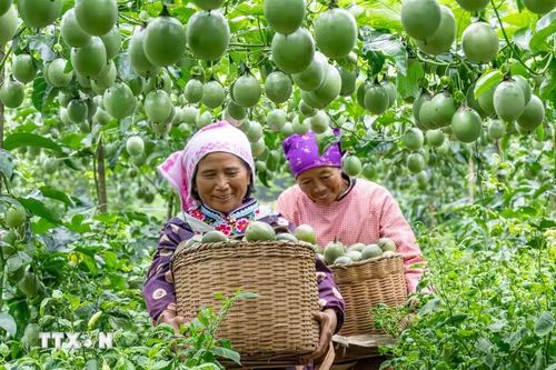 Nông dân thu hoạch chanh leo tại tỉnh Vân Nam, Trung Quốc, ngày 7/8/2026. (Ảnh: THX/TTXVN phát)