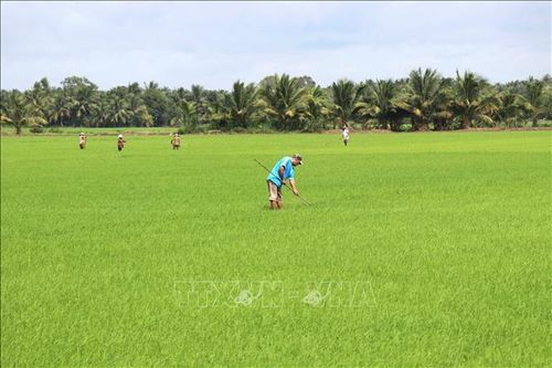 Nông dân xã Tân An chăm sóc, giặm lúa. Ảnh tư liệu: Thanh Hòa/TTXVN