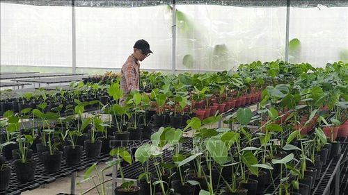 Sản xuất cây giống tại công ty Vigen, xã Chợ Lách, tỉnh Vĩnh Long.