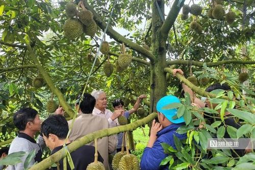 Chiến dịch "30 ngày đêm" số hoá dữ liệu mã số vùng trồng được phát động nhằm tạo điều kiện để hoàn thiện hồ sơ xuất khẩu sầu riêng.