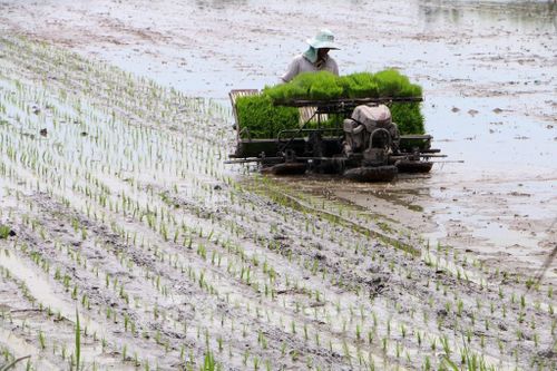 Gieo sạ hàng trong canh tác lúa phát thải thấp đã giảm đáng kể lượng lúa giống sử dụng. Ảnh: Duy Khương – TTXVN