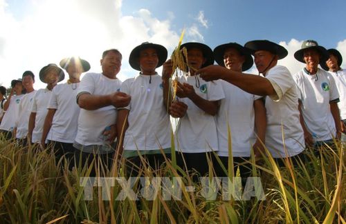 Người nông dân được hỗ trợ kỹ thuật, đồng thời được gắn vào chuỗi giá trị ổn định, việc nhân rộng lúa phát thải thấp được nông dân tin tưởng hơn. Ảnh: Duy Khương – TTXVN