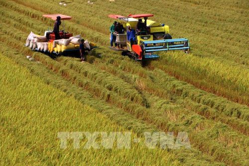 Canh tác lúa phát thải thấp không chỉ mang lại lợi ích kinh tế mà còn góp phần bảo vệ môi trường và nâng cao hơn giá trị, vị thế hạt gạo Việt Nam trên thị trường quốc tế. Ảnh: Duy Khương – TTXVN