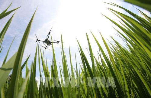 Việc ứng dụng công nghệ như drone trong gieo sạ, bón phân và phun thuốc không chỉ giúp tiết kiệm chi phí mà còn đảm bảo độ chính xác cao trong canh tác. Ảnh: Duy Khương – TTXVN