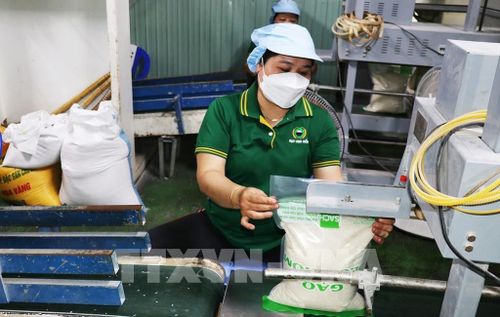 Công nhân đóng gói sản phẩm gạo hữu cơ tại Công ty TNHH Vinh Hiển ở xã Phú Thành, tỉnh Đồng Tháp. Ảnh: Hữu Chí - TTXVN