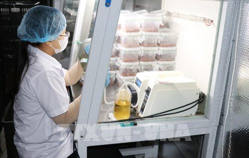 Nhân viên cấy giống nấm tại Công ty TNHH Đông trùng Hạ thảo Thiên Ân ở xã Vĩnh Bình, tỉnh Đồng Tháp. Ảnh: Hữu Chí - TTXVN