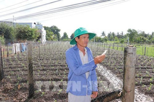 Nông dân ở xã Tân Điền, tỉnh Đồng Tháp điều khiển hệ thống tưới thông minh trong chăm sóc rau an toàn. Ảnh: Hữu Chí - TTXVN