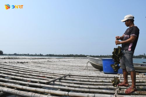 Ông Nguyễn Đức Linh mong mỏi được Nhà nước cho thuê mặt nước để đầu tư nuôi hàu lâu dài, thay thế giàn tre bằng giàn kim loại. Ảnh: Q.V