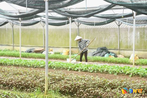Một trong những mô hình trồng trọt hữu cơ của nông dân xã Tam Xuân. Ảnh: QUANG VIỆT