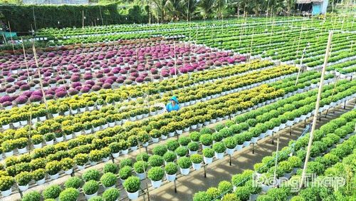 Phường Sa Đéc tích cực hỗ trợ nông dân phát triển sản xuất, liên kết tiêu thụ hoa, kiểng.