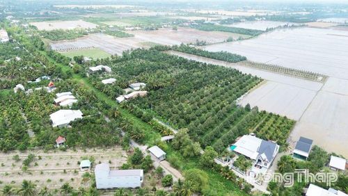 Tỉnh Đồng Tháp đang tập trung phát triển mã số vùng trồng, nâng cao chất lượng nông sản chủ lực.