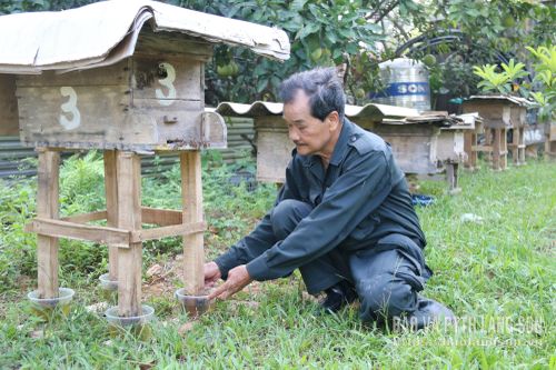 CCB bị nhiễm CĐDC xã Tuấn Sơn phát triển mô hình nuôi ong lấy mật để nâng cao thu nhập