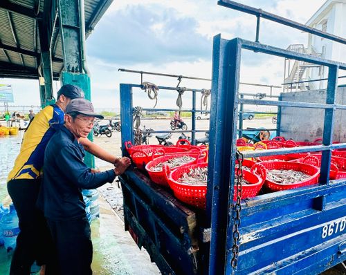 Nghề lao động biển mùa cá nam tại Cảng cá La Gi