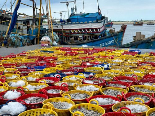 Luồng cá cơm lớn, tươi rói sau mỗi chuyến biển của ngư dân Lâm Đồng