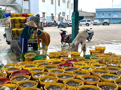 Hàng trăm giỏ cá cơm được đưa lên bờ và vận chuyển đến nơi sơ chế