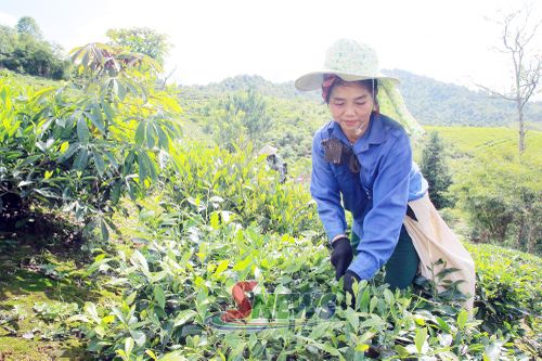 Bà con nhân dân thu hái chè cung ứng cho Công ty cổ phần Chè Chiềng Ve