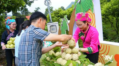 Những trái na được lựa chọn, sắp xếp để giới thiệu tới đại biểu và khách tham quan.