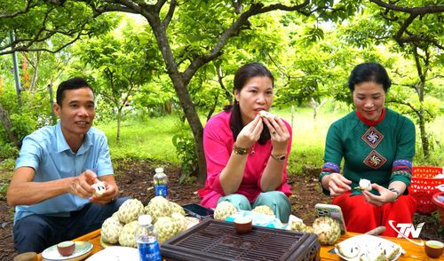 Du khách trải nghiệm, thưởng thức những trái na được thu hái tại vùng trồng.
