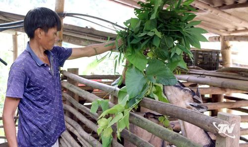 Gia đình ông Phạm Văn Biền ở thôn Hoa Sơn được tham gia dự án nuôi dê sinh sản, góp phần nâng cao thu nhập.